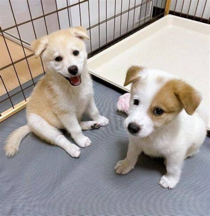旭川市で子犬譲渡を考えるときの確認ポイント